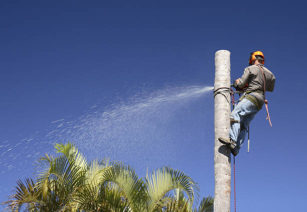 Best Lawn Maintenance Plans  in Conning Towers Nautilus Park, CT