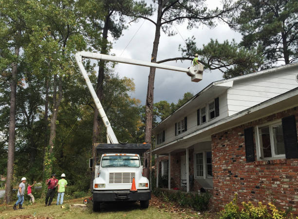 Professional Tree Care in Conning Towers Nautilus Park, CT