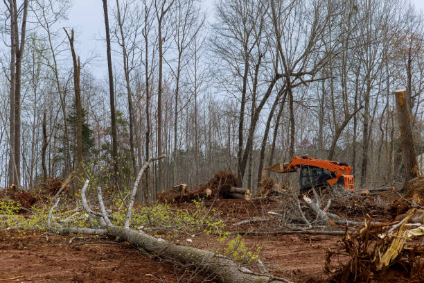 Best Tree Health Inspection  in Conning Towers Nautilus Park, CT
