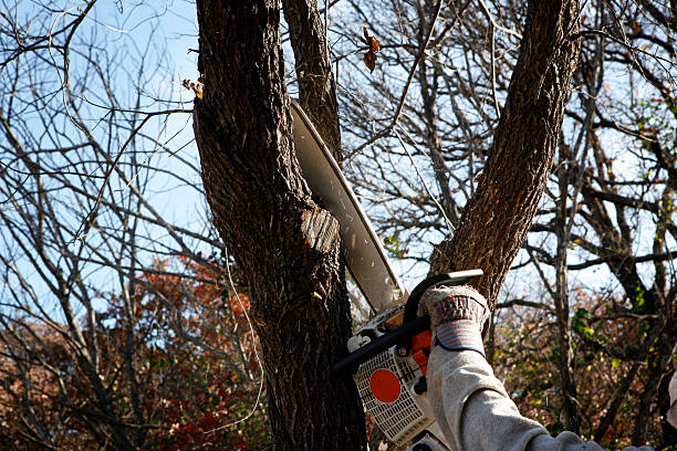 Best Tree Trimming and Pruning  in Conning Towers Nautilus Park, CT